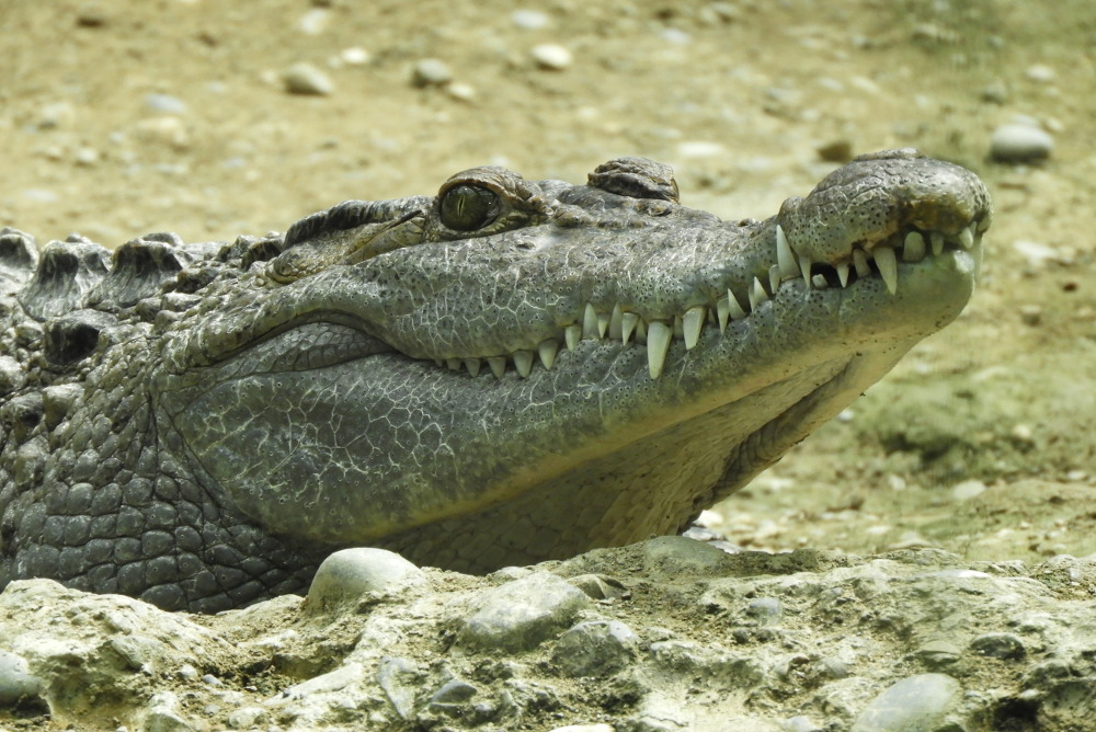 Krokodil original
